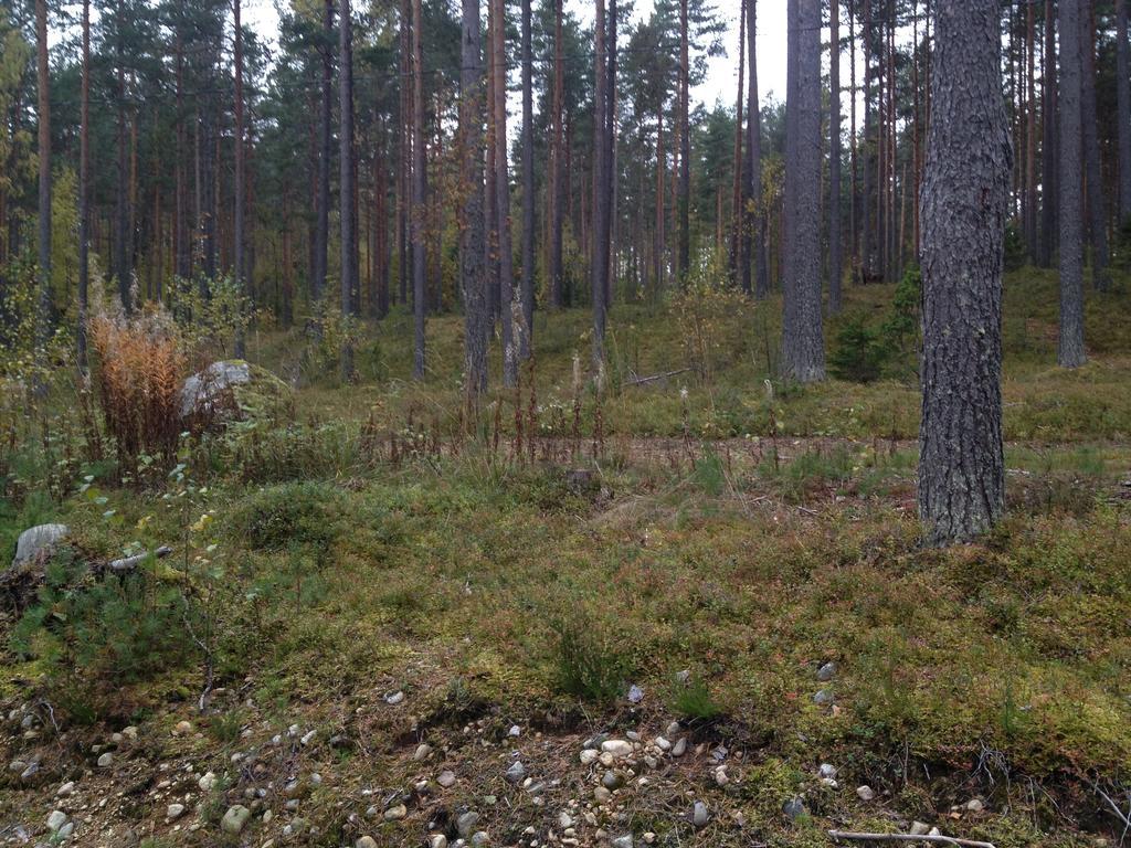 Padasjoki Kultainen Kaava Cottages מראה חיצוני תמונה